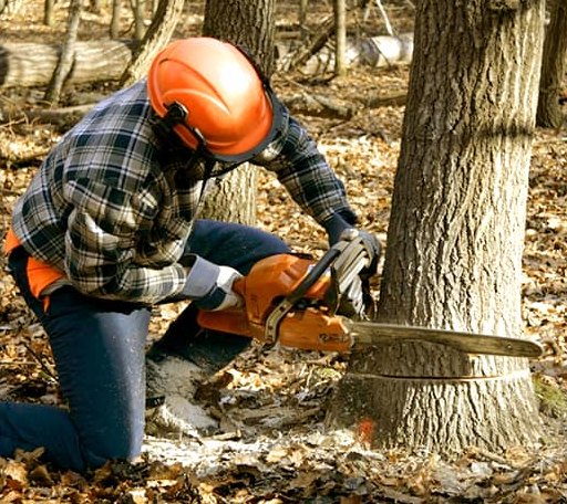 Tree Removal in Nashua, MN